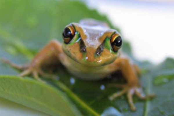 Ceci n'est pas un Kermit