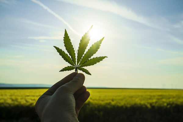 Cannabis Legalisierung Zwei-Säulen-Modell