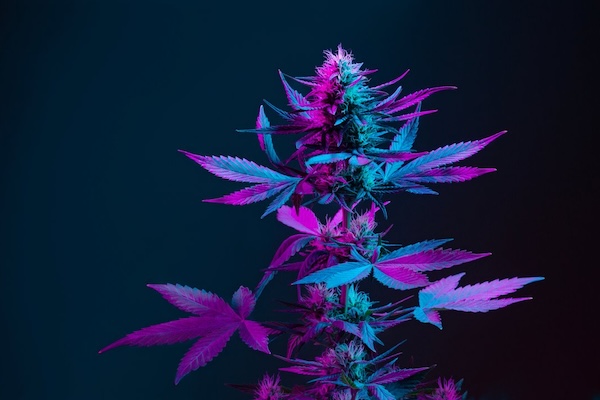 Cannabisblüte Arzneimittel Ausgangsstoff